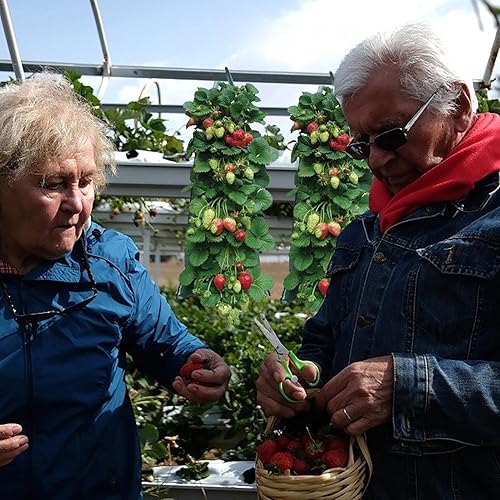Miniatura 4 de RIPTEADRY Bolsas de cultivo de fresa, Bolsas de plantación de fresa, Bolsa de suspensión de cultivo de plantas para tomate, chile, contenedores de