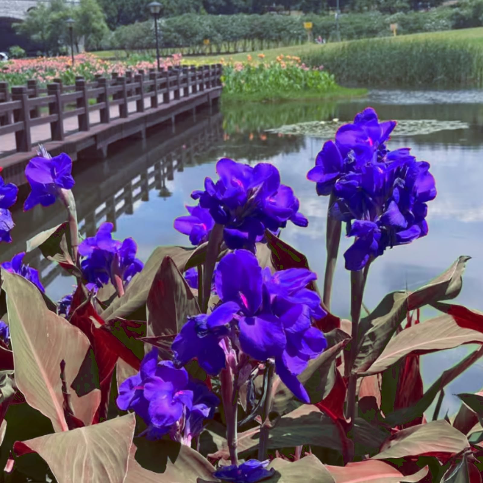 Hardy,Giant Canna Lily Bulbs,Perennial,Professional for Brilliant Garden Displays-1 Bulb-D