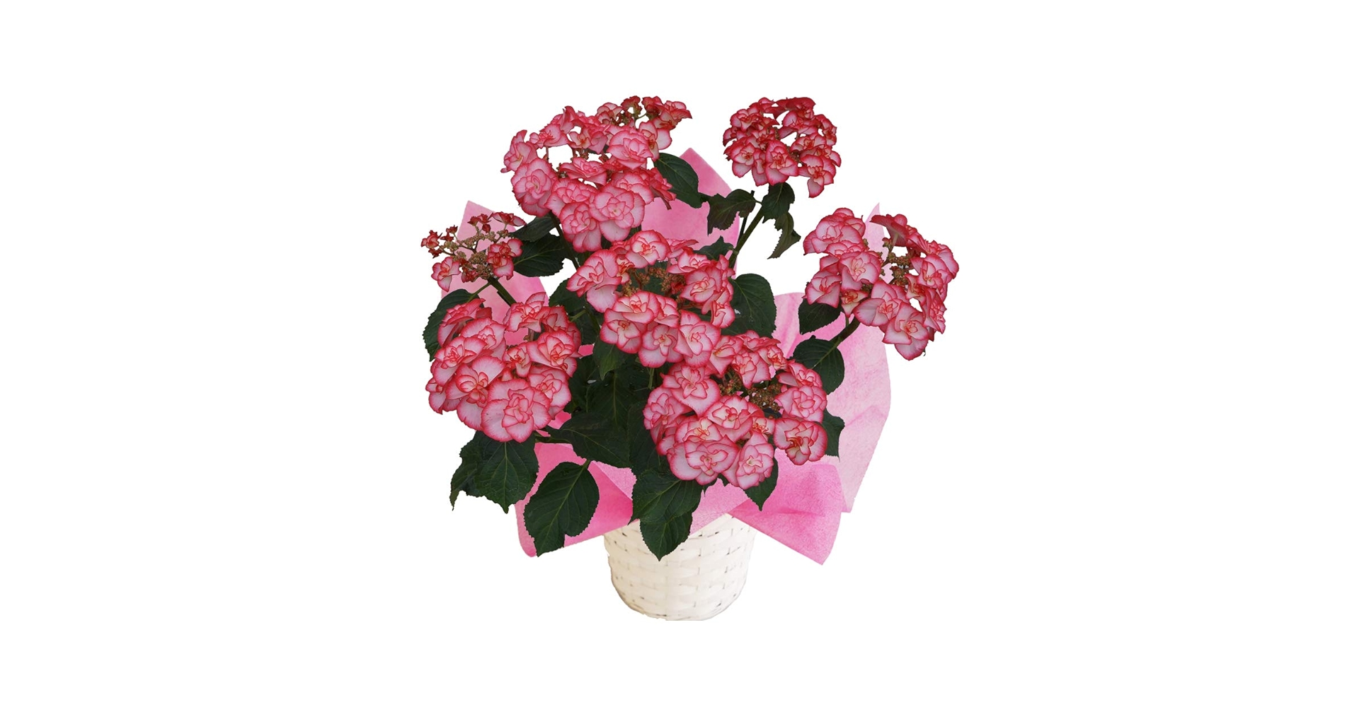 Amazon.co.jp: Yurika Pink, Sakamoto Gardening, Master