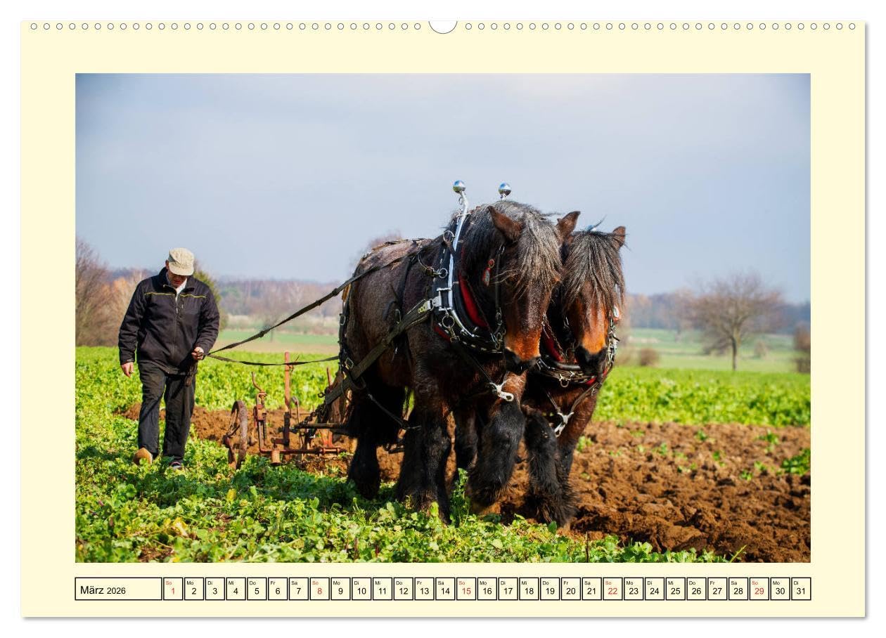Arbeitspferde - Alltag des belgischen Kaltbluts (hochwertiger Premium Wandkalender 2026 DIN A2 quer), Kunstdruck in Hochglanz: Dieser Kalender zeigt ... belgischen Kaltblütern (CALVENDO Mobilitaet)