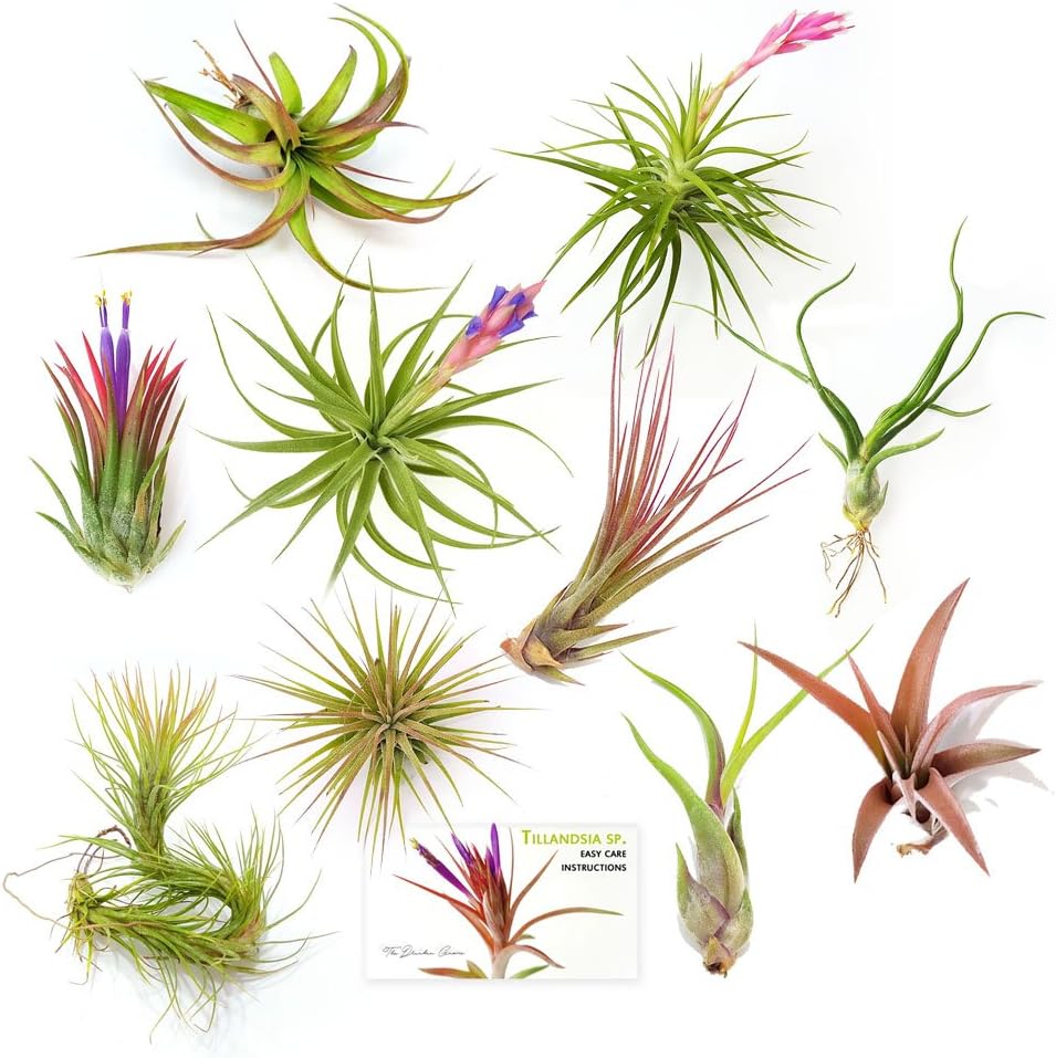 The Drunken Gnome Tillandsia Air Plants, Medium (10-Pack Assorted)