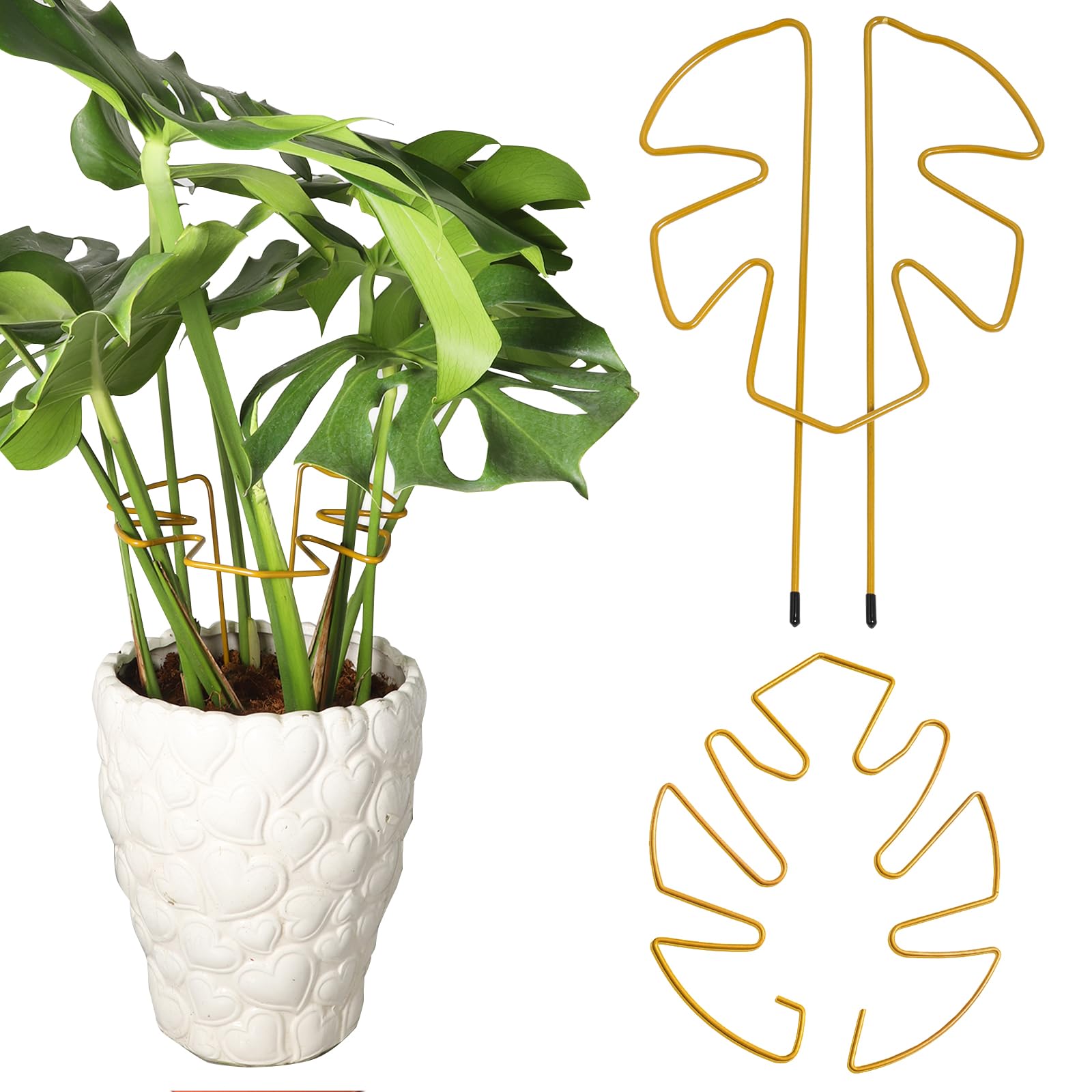 Amazon | YSYLGL園芸支柱 小型のモンステラ（観葉植物）専用スタンド 2