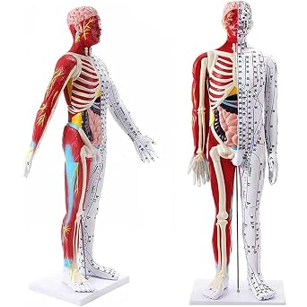 Acupuncture Model 85cm Male Muscular Anatomical Model with Accurate Meridian Point Labeling and Clip Meridian Medical Manikin for Medical Education