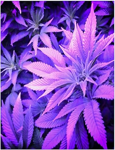 Cysoo Hoja de marihuana DIY 5D Diamond Painting Cannabis Weed Full Drill Art Kits