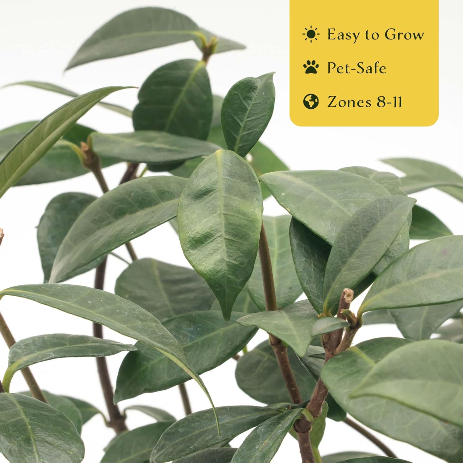 12 Star Jasmine in 2.5” Nursery Cubes (Trachelospermum jasminoides) | Evergreen Flowering Vine for Trellises, Fences & Groundcover | Ready-to-Plant Live Starter Plants