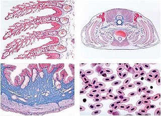 3B Scientific GmbH W13305P Histology of Vertebrata excl. Portuguese