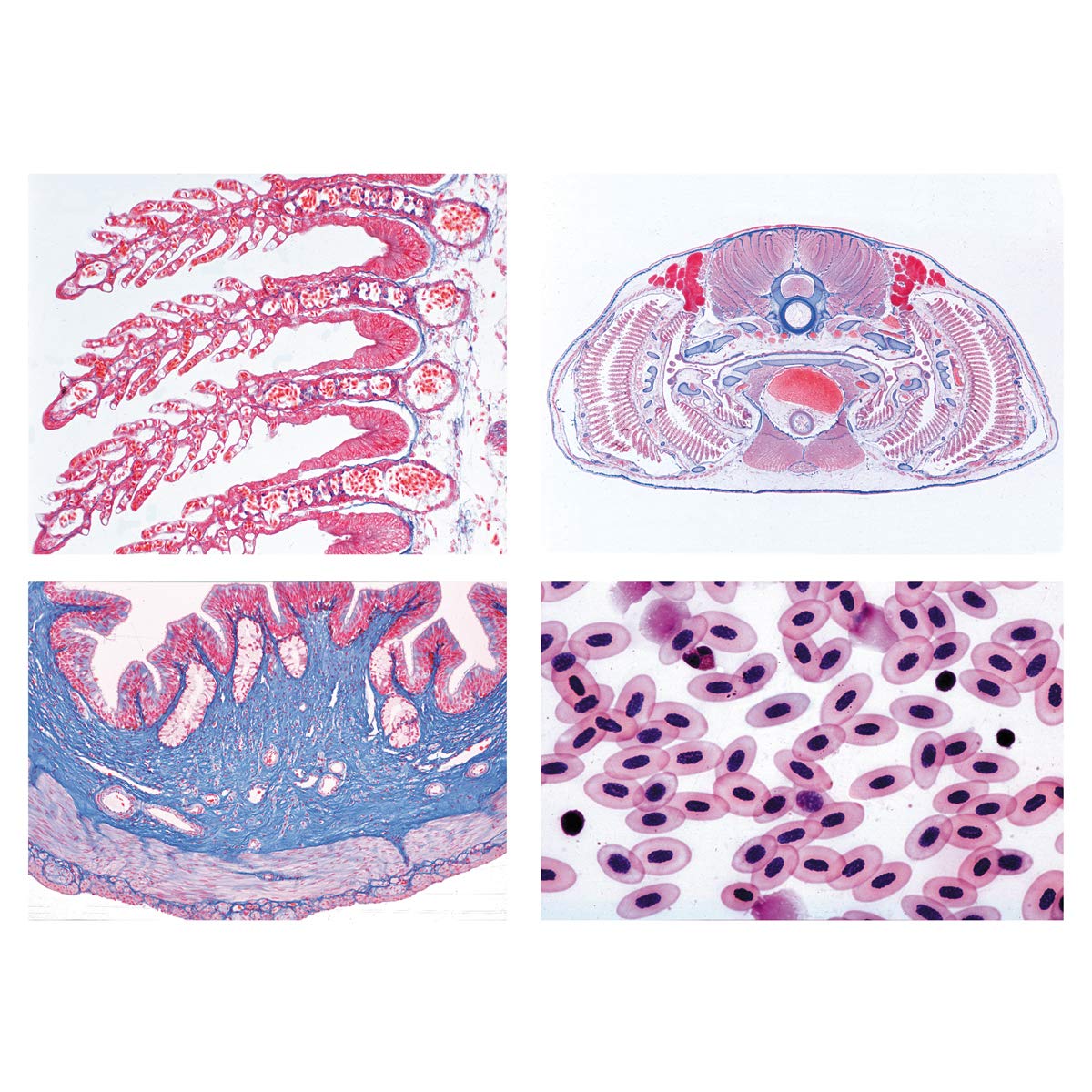 3B Scientific GmbH W13305 Histology of Vertebrata excl. German
