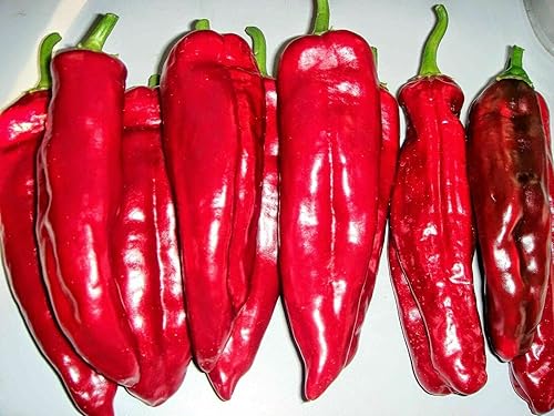 Miniatura 7 de Semillas Gigante Dulce Pimiento Rojo Cuerno No GMO Heirloom