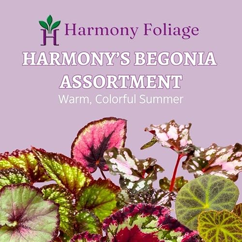 Miniatura 2 de BubbleBlooms Harmony's Begonia Rex surtido, colores cálidos de verano en una maceta de 4 pulgadas, juego de 5