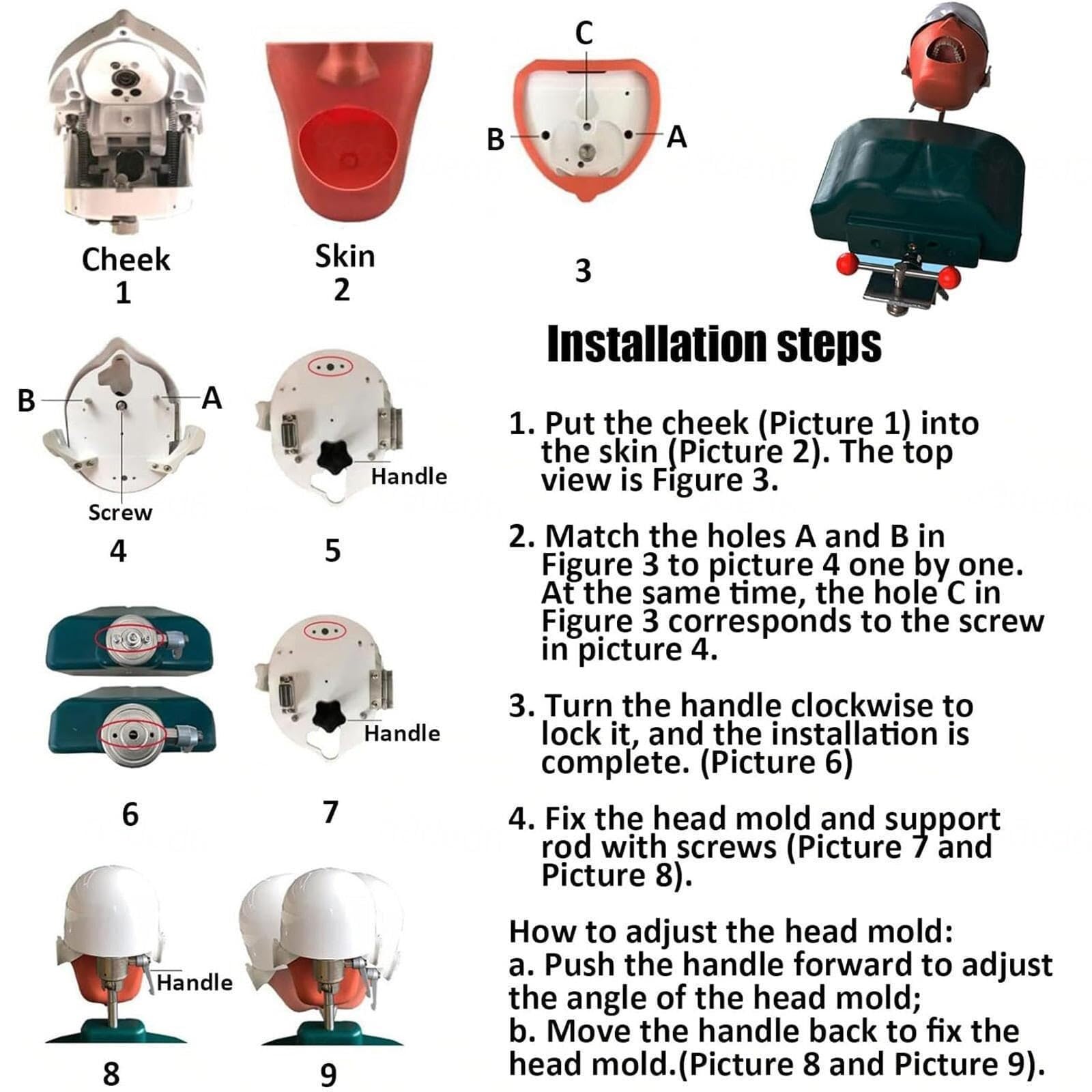 Manichino Modello di Testa Simulatore Dentale, Modello di Testa Fantasma per Addestramento Odontoiatrico con Torso E Denti Rimovibili per Dentisti, Assistenti Dentali E Igienisti Dentali