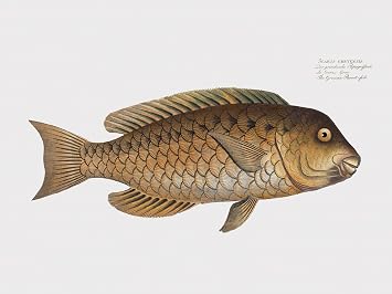 LIVESTOCK Classic Prints Gallery Scarus Cretensis Grecian Parrot Fish Wall Art Print by Illustrator Marcus Elieser Bloch, Vintage 18th Century Painting Poster, Print Only, 9x12
