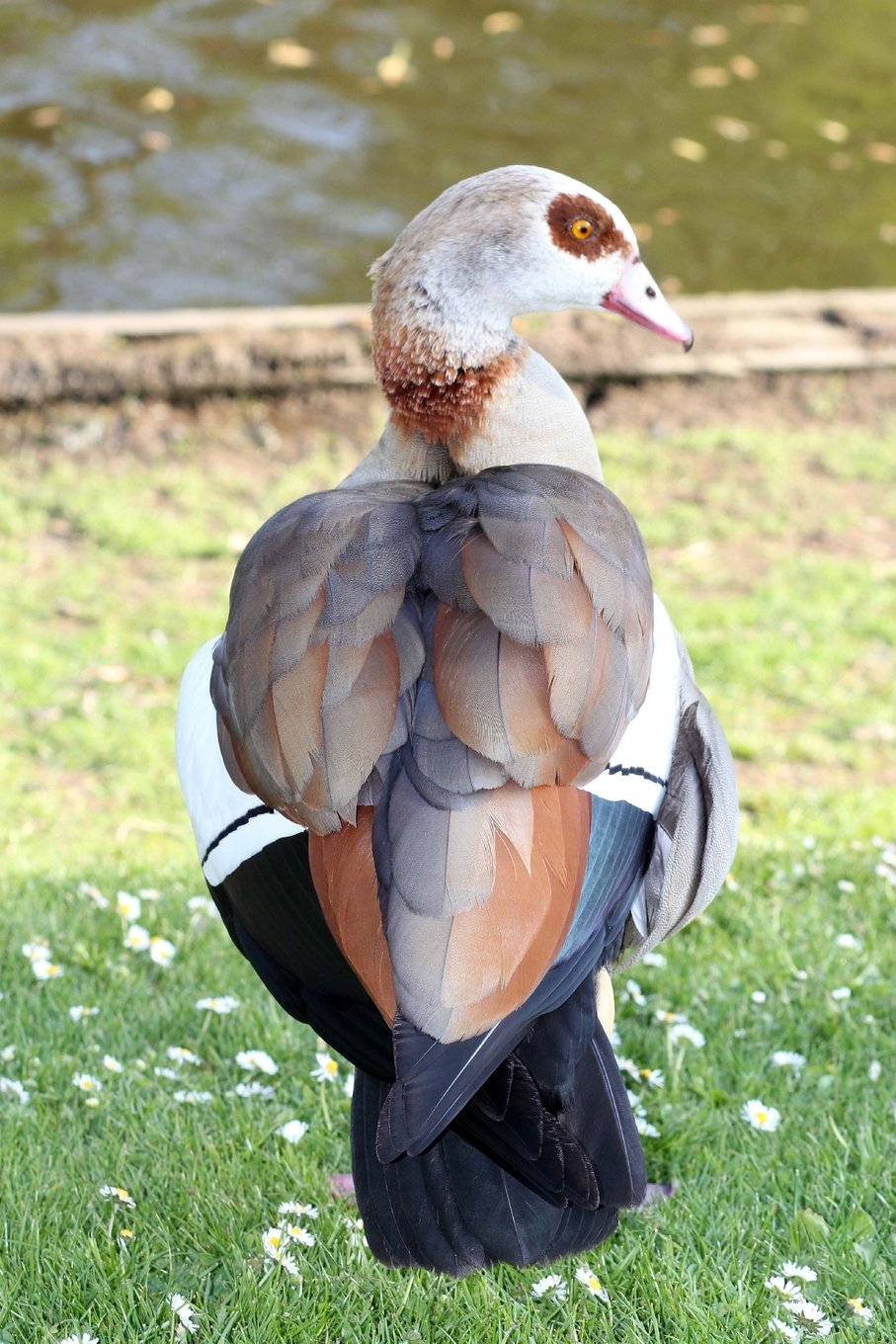 Egyptian Goose Journal: 150 page lined notebook/diary