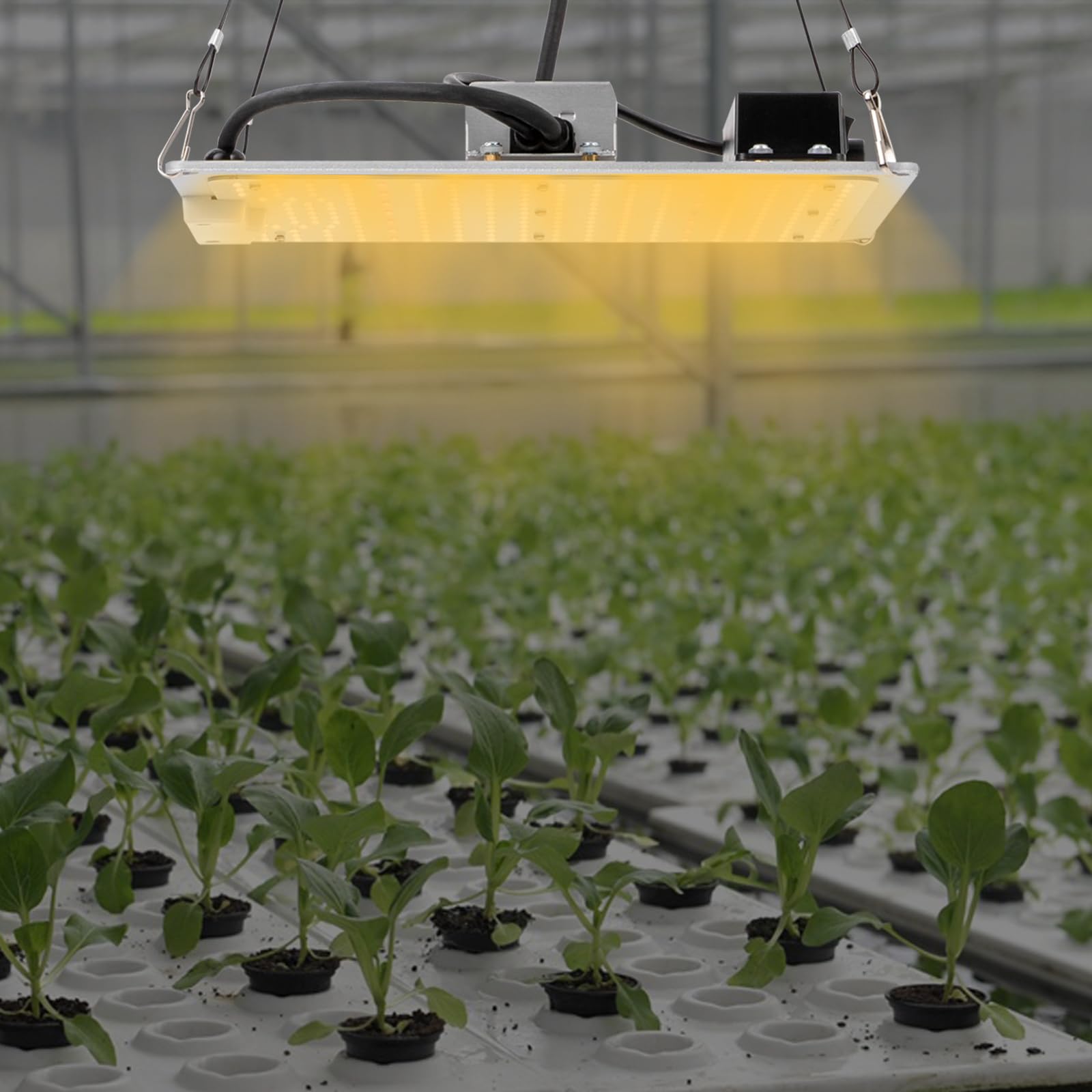 LED élèvent le spectre complet de plante d'intérieur commerciale légère for les plantes à fleurs serre Veg, Refroidissement silencieux