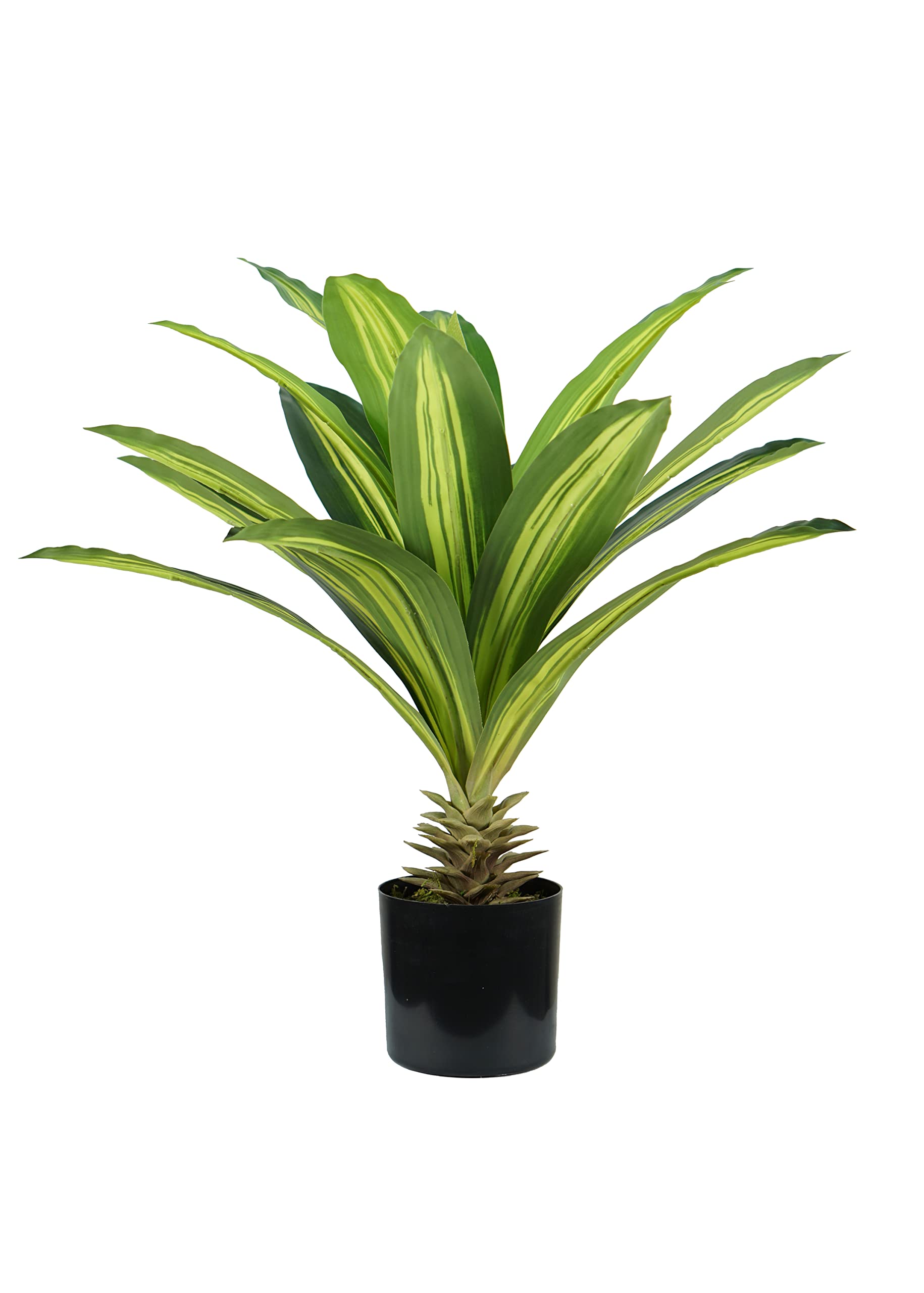 Plante Dracaena King Collection pour végétaliser sans arrosage votre appartement