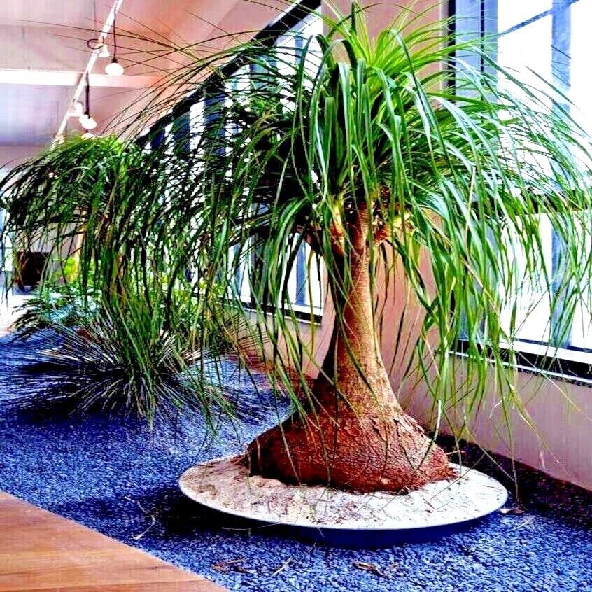Amazon.com : 10 Seeds Ponytail Palm Tree | Beaucarnea recurvata Elephant  Foot Indoor House Plant Seeds : Patio, Lawn & Garden