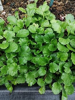 リームンロー★マーガレット★小花いっぱい(白) 975b093657cf24087fb3e3b4d36272