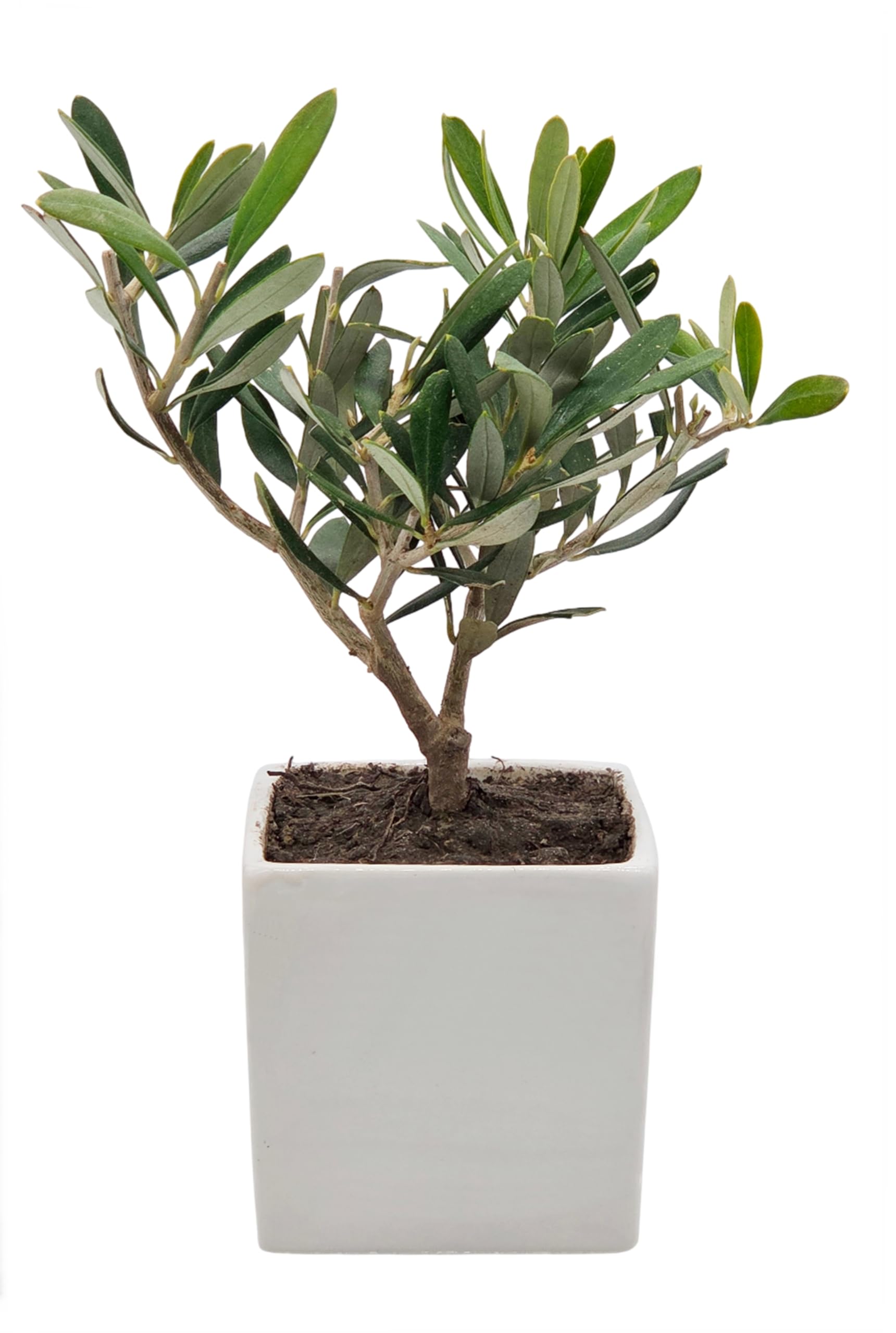 Sicilia Bedda - Bonsai Ulivo Olea Europaea in Vaso Quadrato in Ceramica Bianca - 8x8 cm - Altezza Totale 22 Centimetri Circa