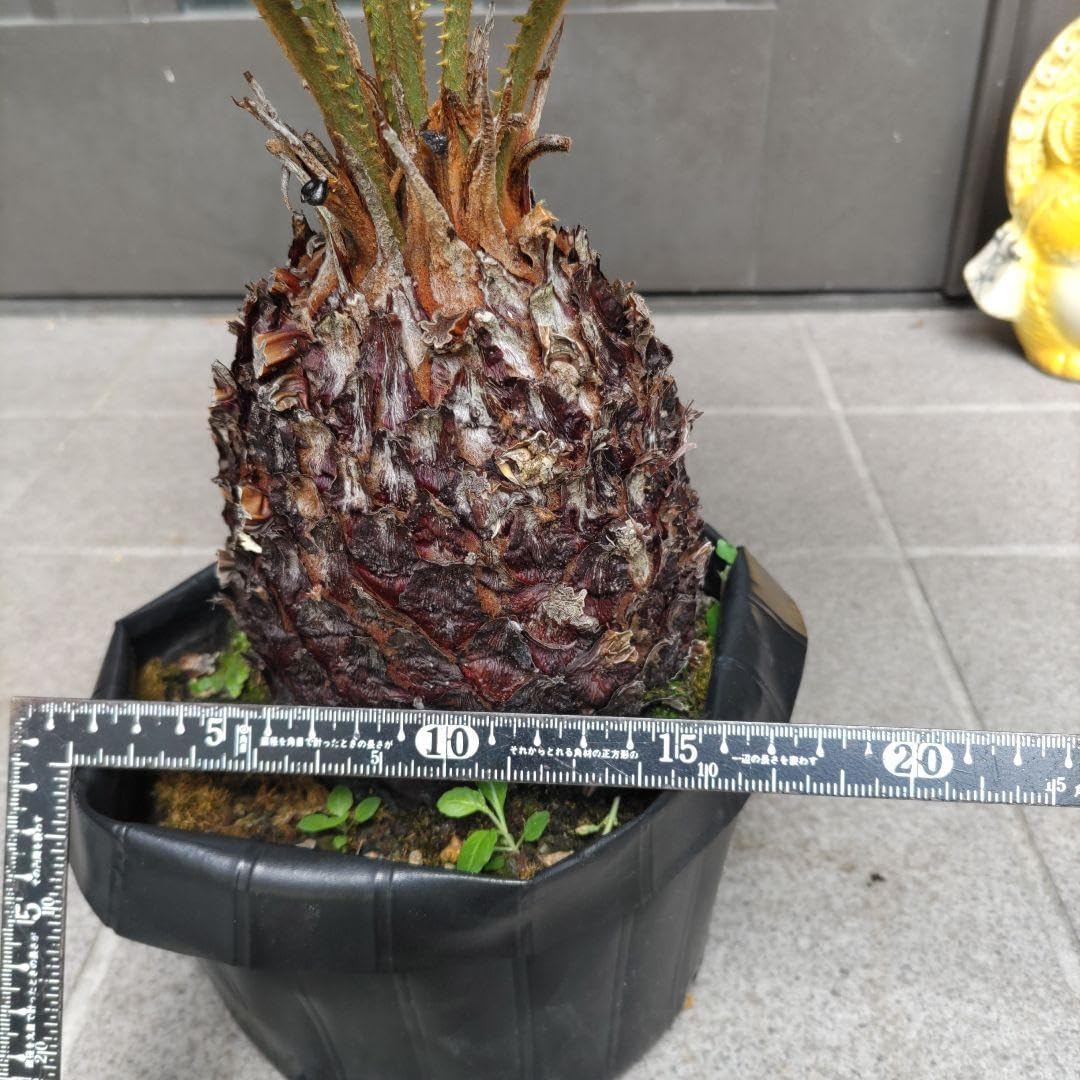 Amazon｜ソテツ蘇鉄 ビッグ株 新葉10枚 観葉植物 インテリア｜観葉植物