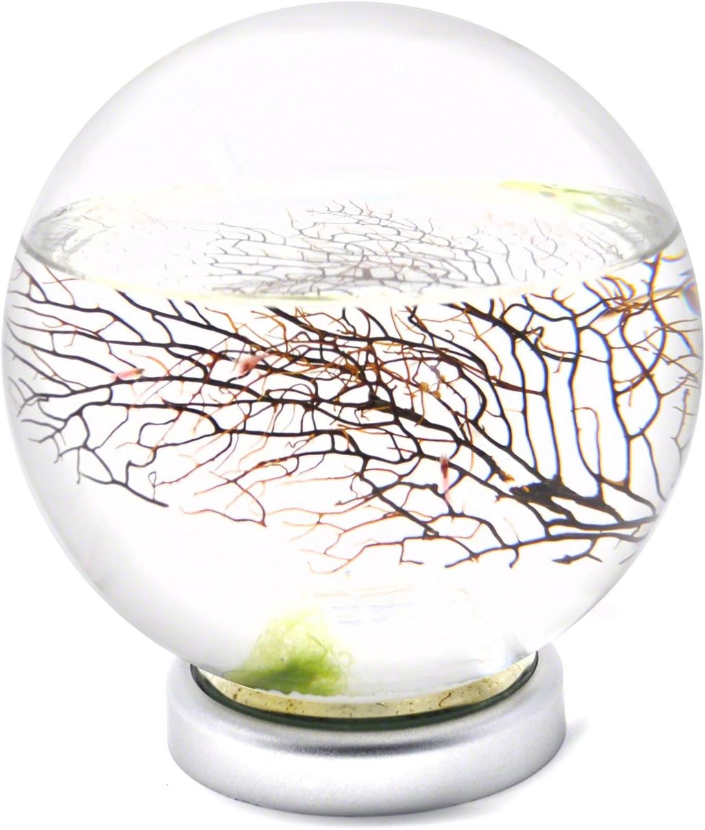EcoSphere Closed Aquatic Ecosystem Large Sphere with LED Base