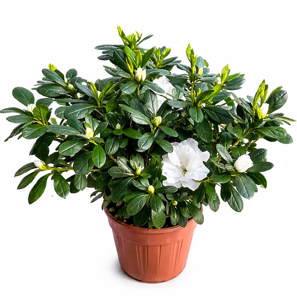 Azalea da Esterno in Vaso 18cm | Pianta Sempreverde Acidofila Prodotte in Italia | Fioritura Febbraio-Maggio |Altezza 45 cm | Vaso Riciclato (Bianco)