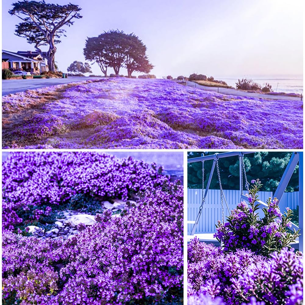 30000+ Creeping Thyme, Carpet Spreading Thyme Perennial Hard Ground Cover (Purple)
