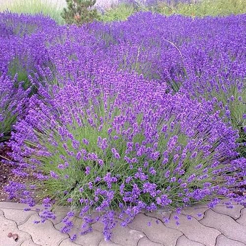 5000+ Lavender Flower Seeds for Planting - Perennial Hardy Fragrant Seeds for Gardens, Pots & Mass Planting