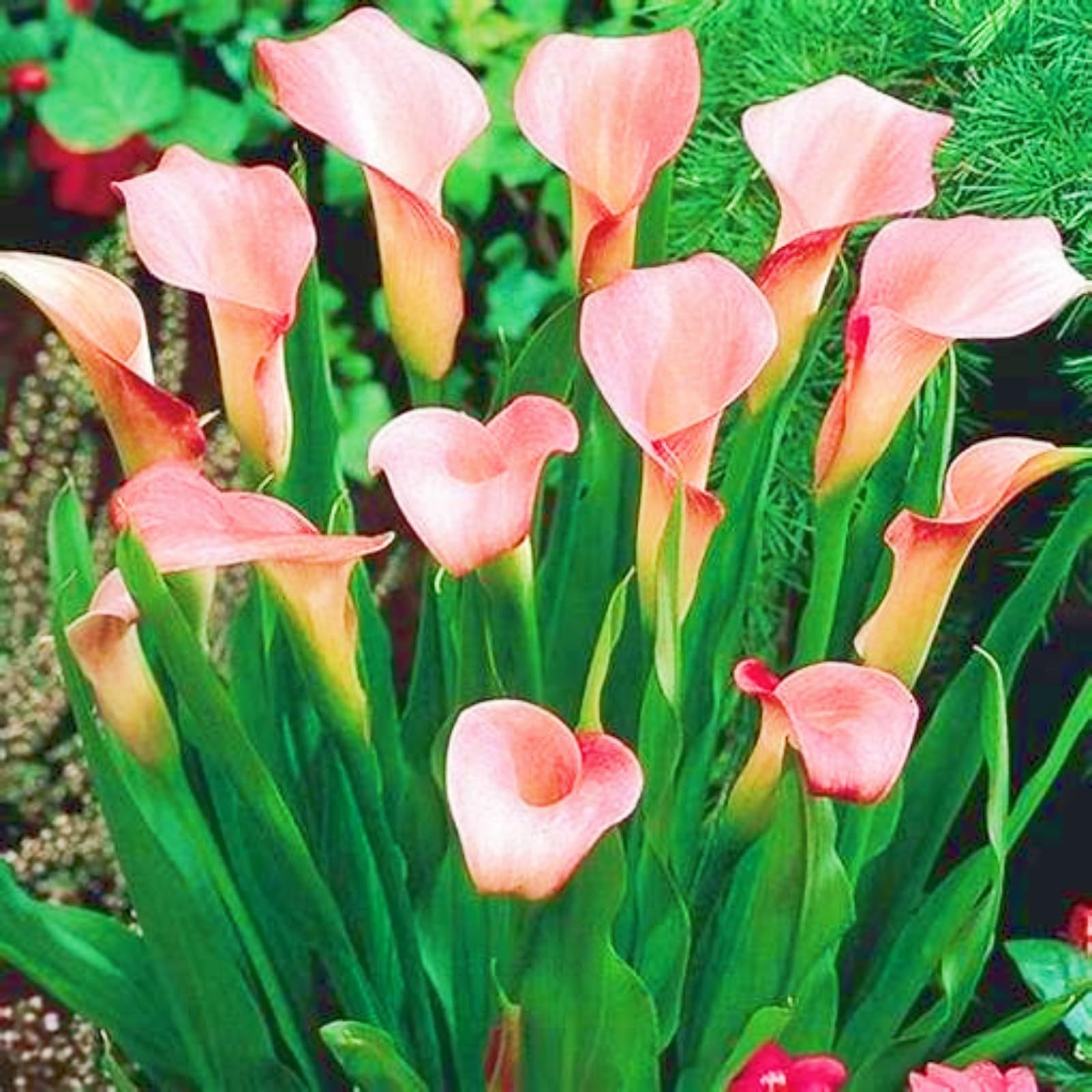 Calla Lily Bulbs-Calla Lily Plants Ornamental Flowers/Hardy Perennial/Garden Flowers/Wedding Flowers/Plant Bulbs-4bulbs-e