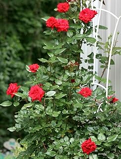 Blaze Improved™ Red Climbing Rose - Live Plant - (1 QT)