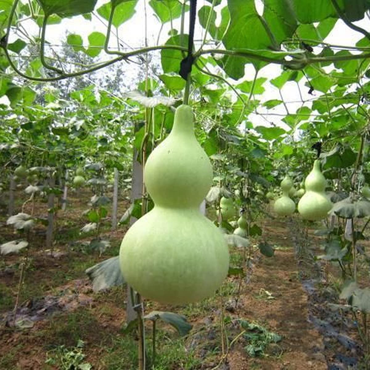 knstlicher weihnachtsbaum pe Weihnachtsbaum Livgrn - 100 % Spritzguss-PE