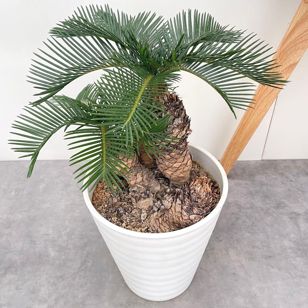 ソテツ 蘇轍 蘇鉄 ドライガーデン 観葉植物 インテリア 【公式通販】