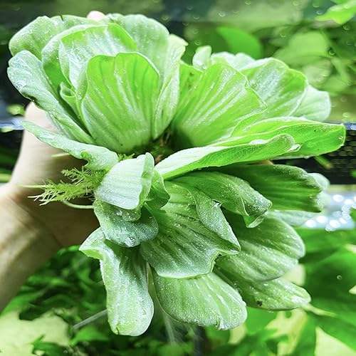 Miniatura 2 de Greenpro  3 lechugas de agua Pistia Stratiotes plantas de acuario de agua dulce vivas en el medio suelo para decoración de peceras
