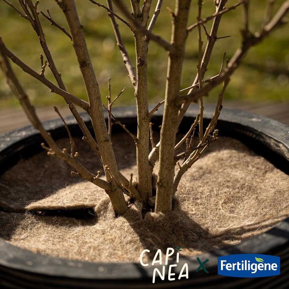 Fertiligène Capinea X Disque de paillage