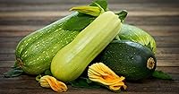 Vista 2 de Seeds Zucchini Courgette Squash Summer Mix 35 Days Fast Heirloom Vegetable Non GMO