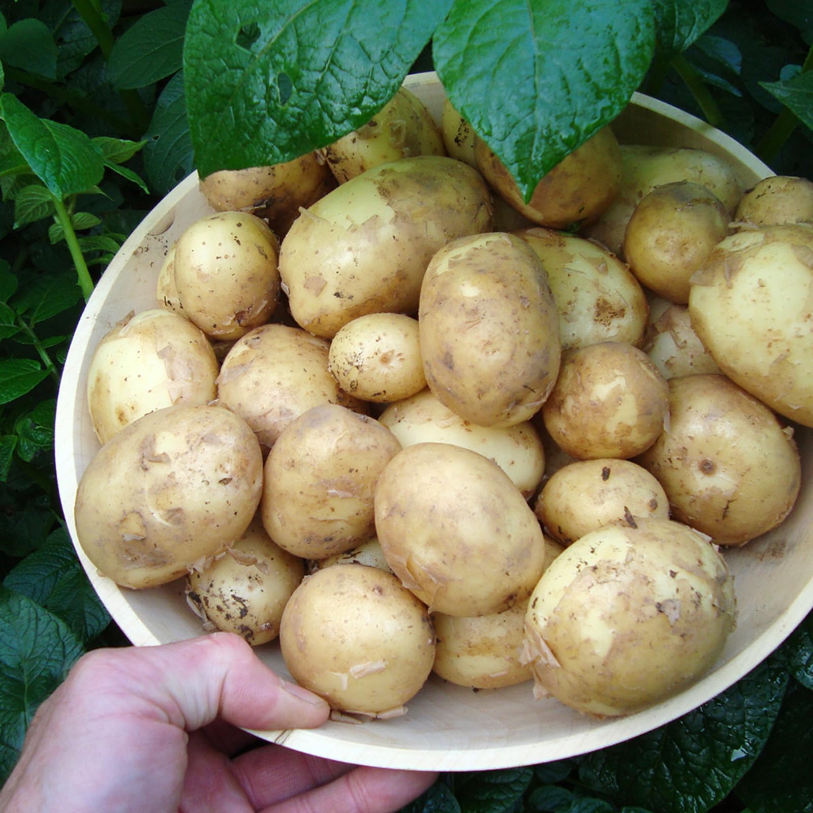 Carbeth Plants - Seed Potatoes Organic Bambino 1.5kg Bag