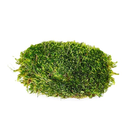 Miniatura 2 de Super Moss Mood Moss - Verde natural preservado 1200 cuin, verde fresco, bolsa de 200 en 3 (aprox. 8 onzas) (21539) (paquete de 2)