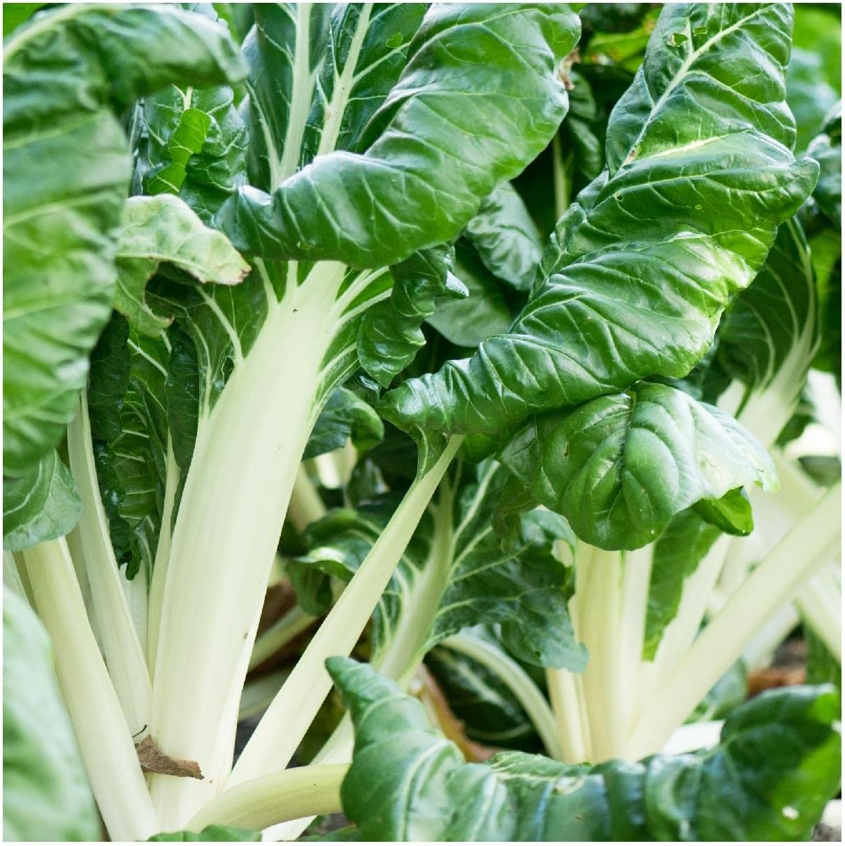 Everwilde Farms - 1 Lb Organic Fordhook Giant Swiss Chard Seeds - Gold Vault Packet