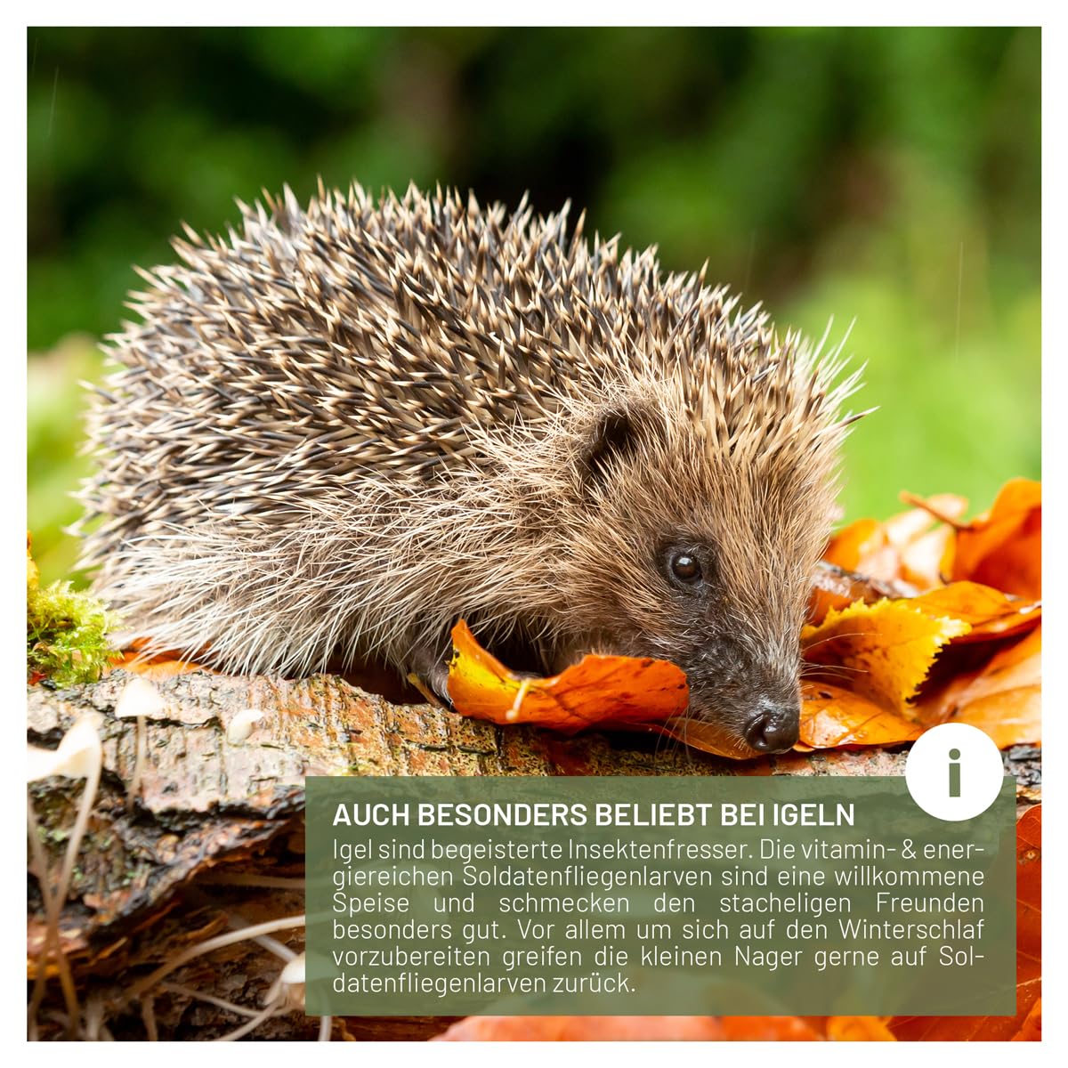 wildtier liebe Larves de mouches soldats séchées 5 l I Larves de mouches soldats séchées pour oiseaux et hérissons I Nourriture riche en protéines pour oiseaux sauvages pour l'alimentation toute