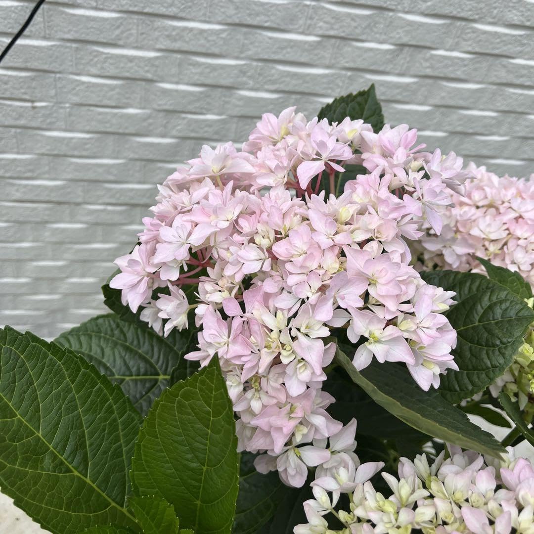 紫陽花 苗　桜のころとエダム　２種類セット　来年用 楽天市場】予約販売 アジサイ ダブルタッチエダムブルー 10.5cm