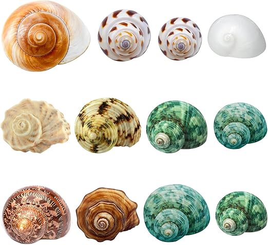 Hermit Crab Shells Medium and Large - 12PCS Growth Turbo Seashells Size 1.4"-3.2" for Small Medium and Large Crabs - Saltwater Hermit Crab Supplies, Natural Sea Shell Decor