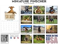 Vista 1397 de Razas de Perros 2017