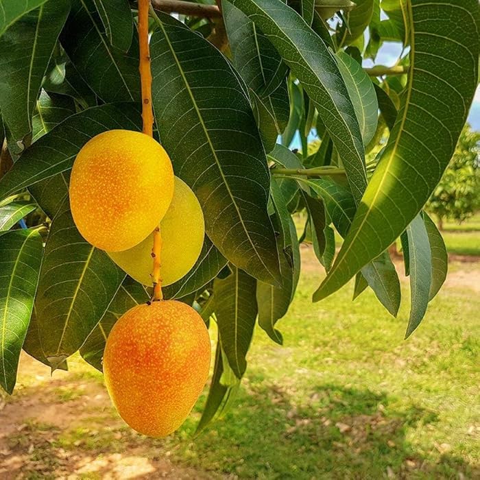 Buy Mango Tree Live Fruit Tree in a 3 Gallon Pot Mangifera Indica 'Alphonso' Tropical Buy Mango Tree Live Fruit Tree in a 3 Gallon Pot Mangifera Indica 'Alphonso' Tropical
