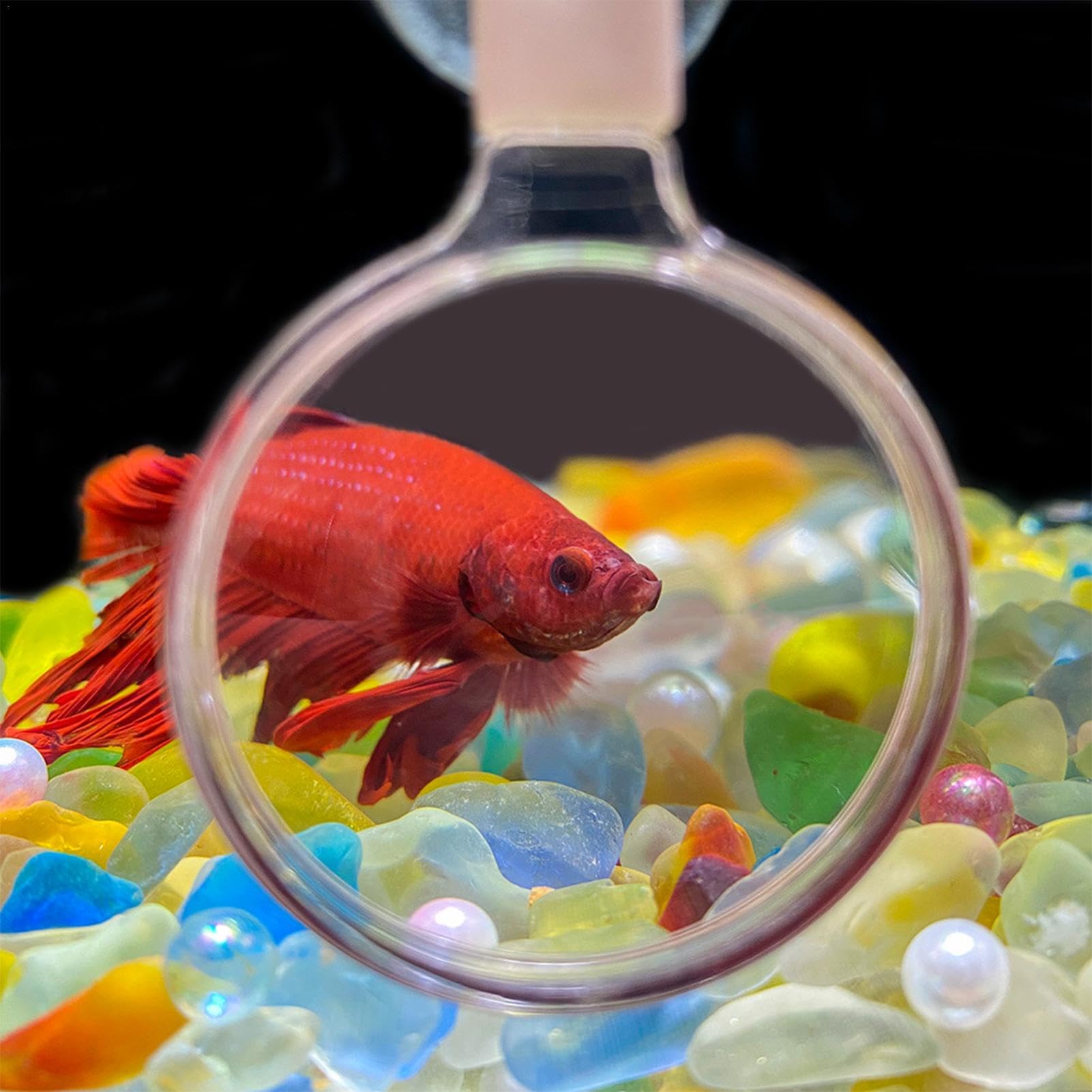 Aquarium Vergrootglas Viewer, Aquarium Observeren Betta Vis