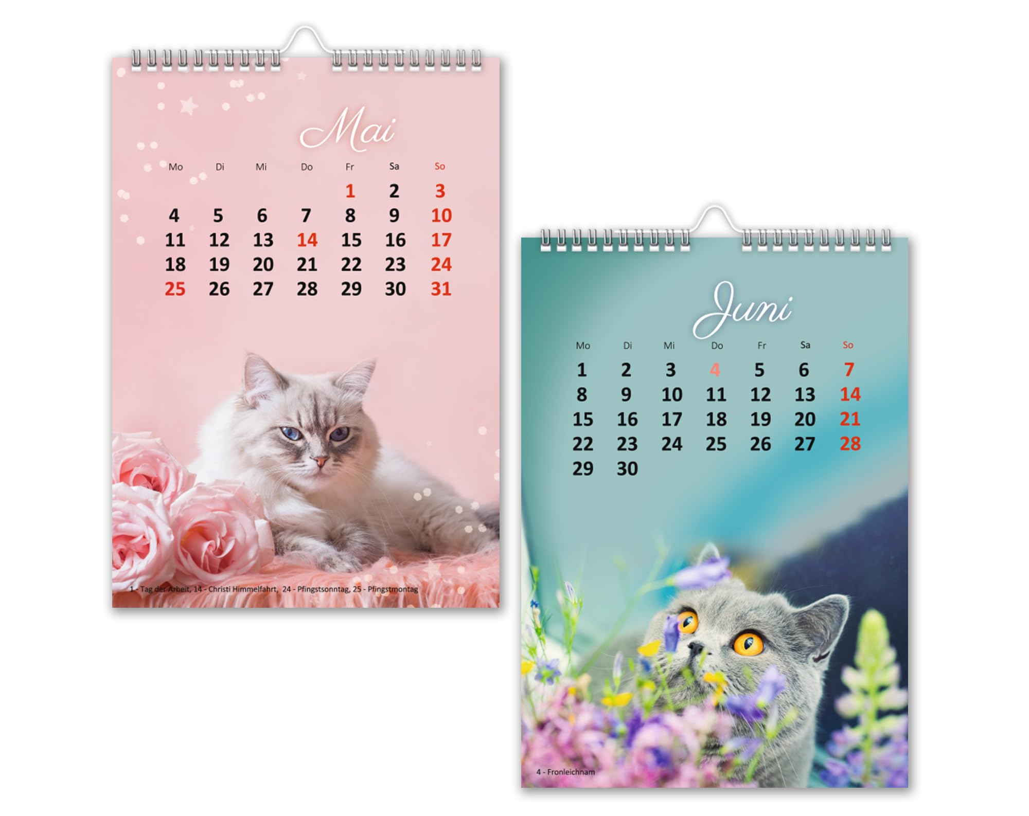 Calendario Da Parete 2026 – Gatti Selfie E Amici Pelosi, 25,4 X 18,6 Cm – Organizzatore Mensile Divertente Per Casa E Ufficio