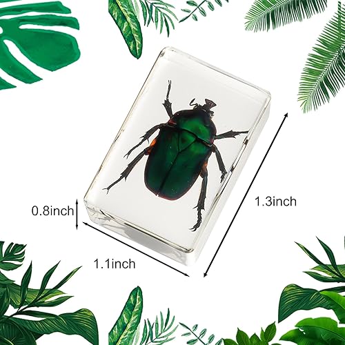 Miniatura 2 de Colección de 12 piezas de insectos en resina, juego educativo de especímenes de insectos para niños, perfecto para preescolar, ciencia de aula y