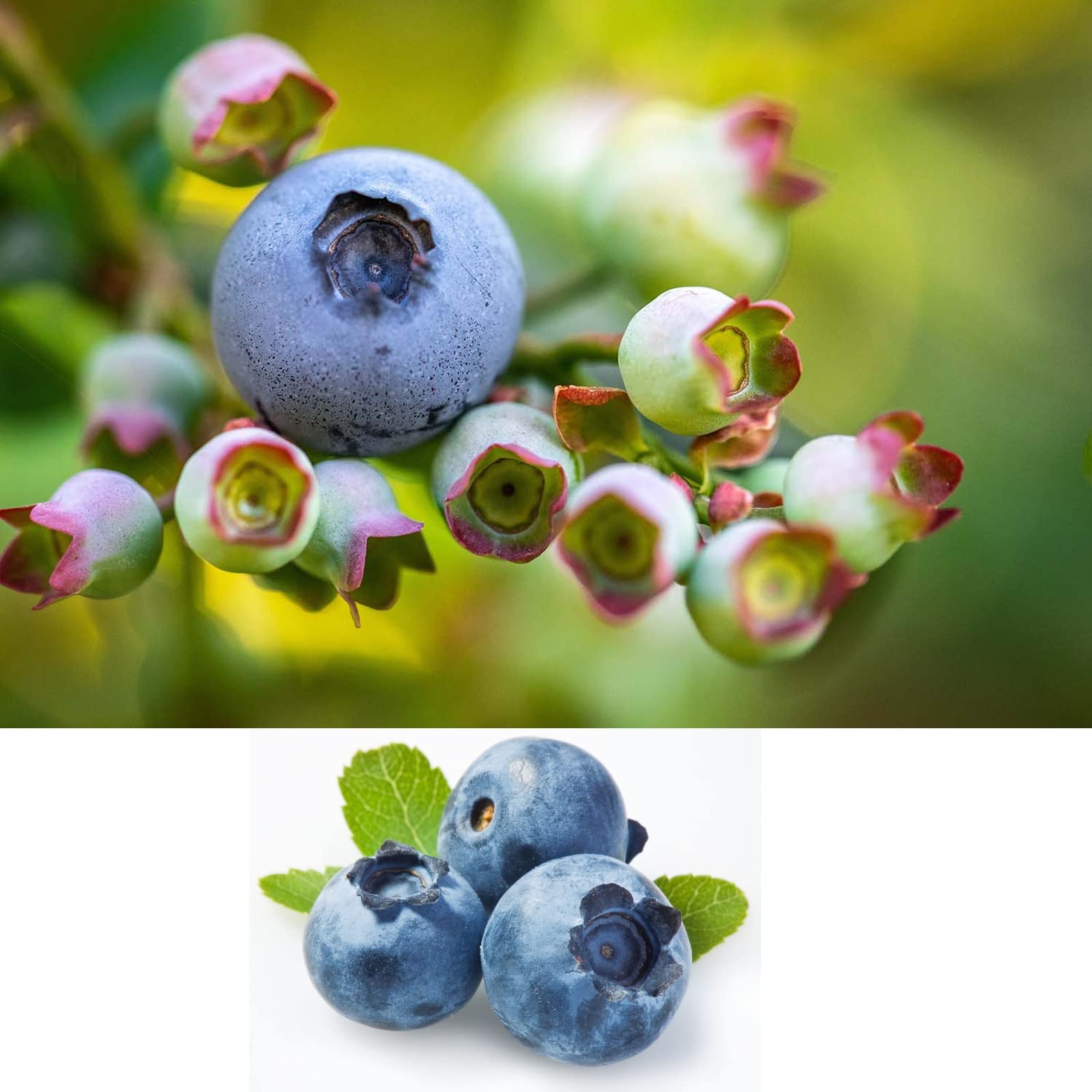 Carbeth Plants Blueberry Bush 'Sunshine Blue' Plant in 9cm Pots