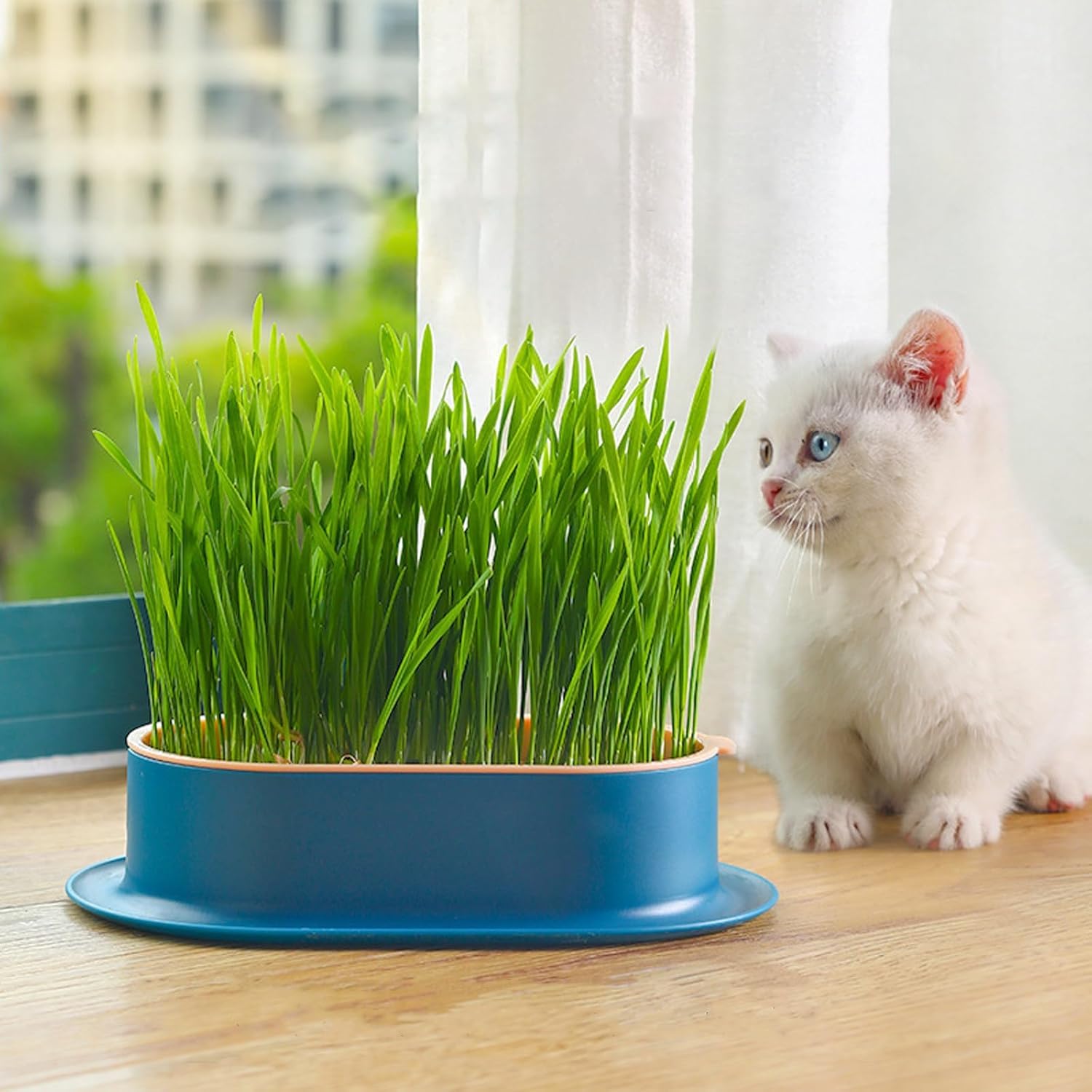 3 Plateaux de Plantation pour Herbe à Chat, germoir sans Terre pour Herbe à Chat, conteneur de Plantation pour Herbe à cha pour Chats d'intérieur