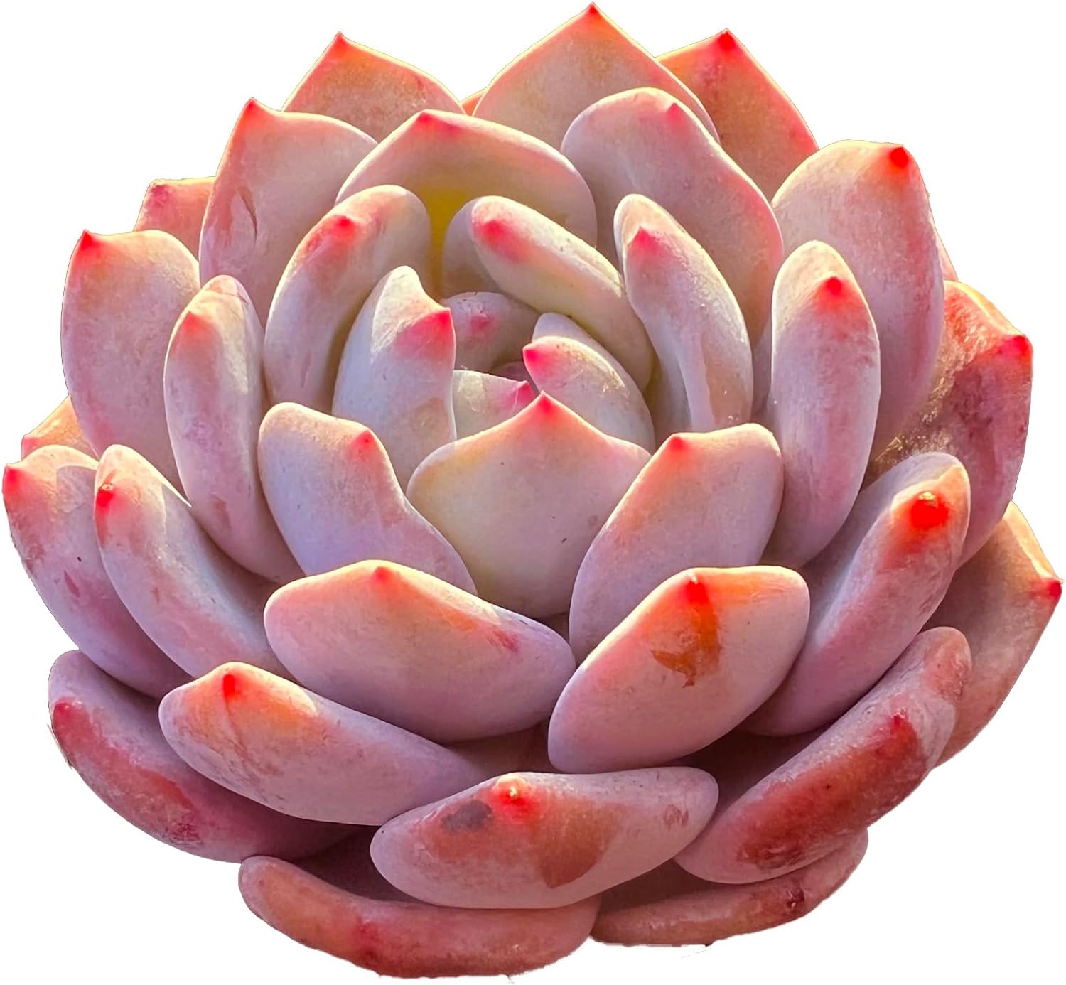 Echeveria Orange Monroe Rare Live Succulent Plants, 1 Head Pot Size 3.5" Pink Live Plant, Excludes Pot & Soil, Garden Indoor Office Desk, Wedding Party Baby Shower Decor, Gift for Plant Enthusiasts