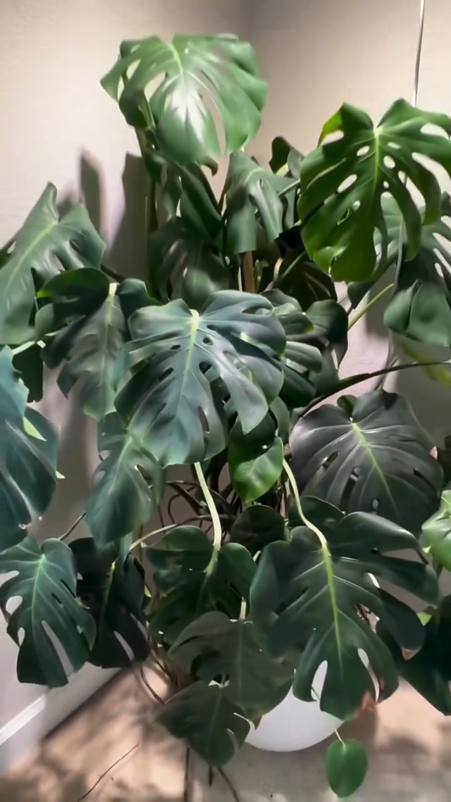 philodendron scandens 'lemon lime' Philodendron Lemon Lime for Sale