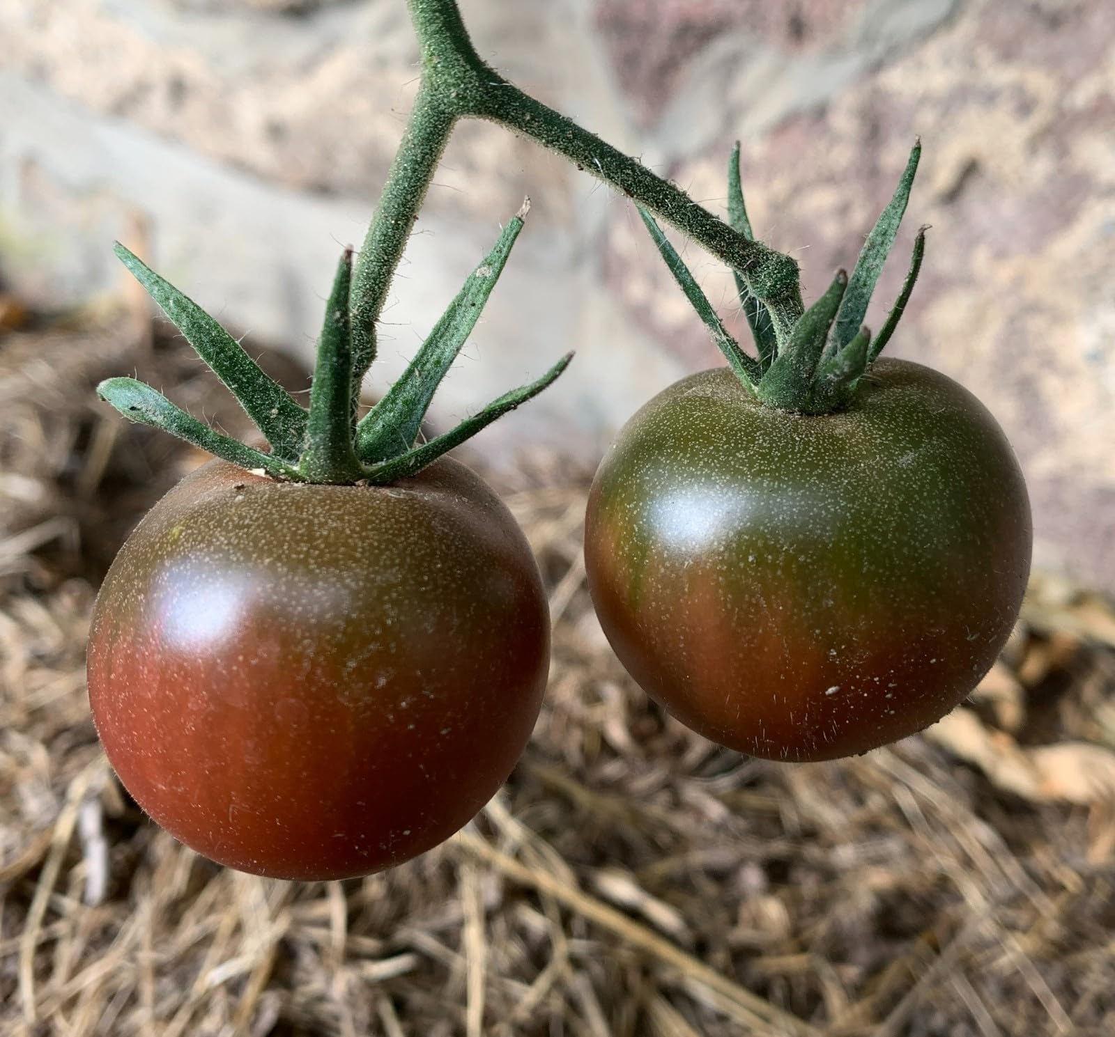 Solanum lycopersicum 'Black Cherry' - env. 40 000 graines - Tomate cerise Black Cherry - 100 g