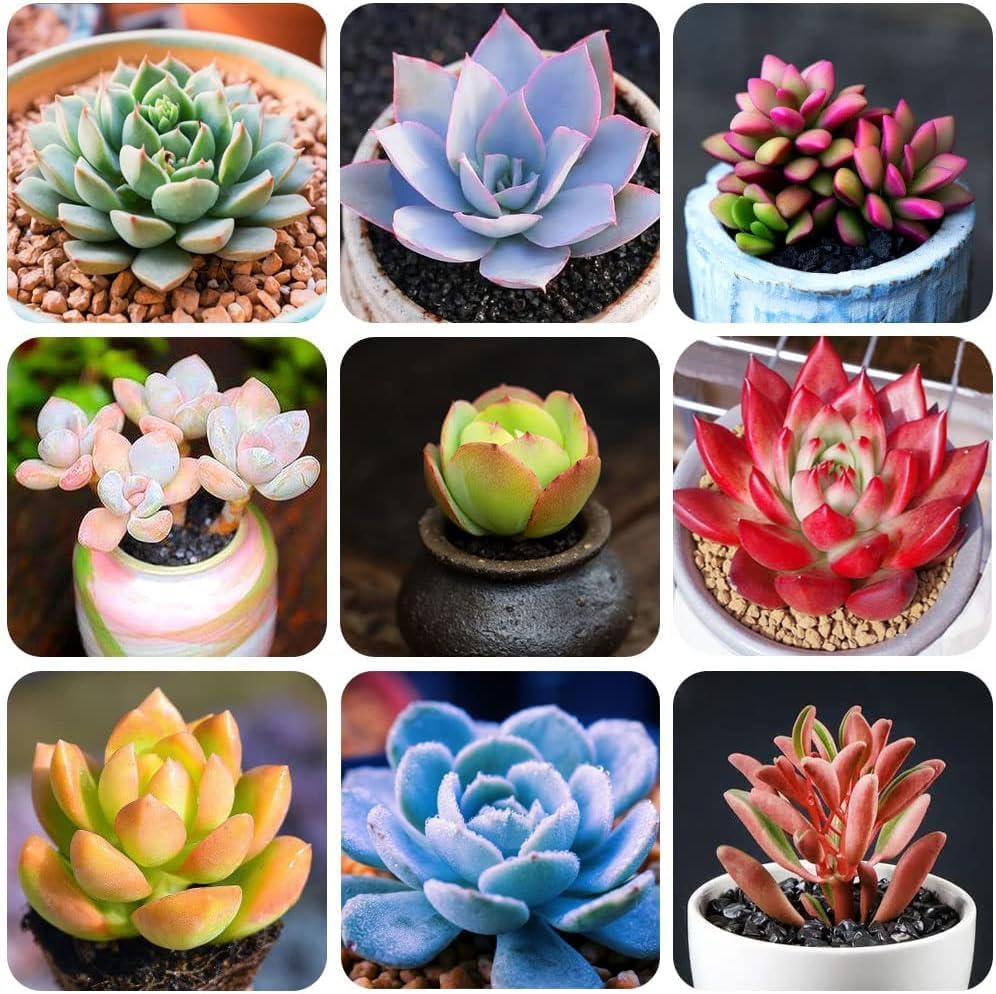 100 Seeds- Air Purifier Mix Rare Succulent Seeds for Planting, DIY Dwarf Ornamental Plant, Non-GMO Open Pollinated Seeds